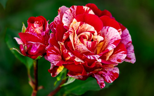 1753929 (a): :2560x1600